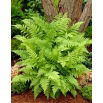 Paproć ogrodowa - Athyrium filix-femina - Wietlica samicza - 1 szt.