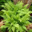 Paproć ogrodowa - Athyrium filix-femina - Wietlica samicza - 1 szt.