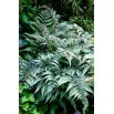 Paproć ogrodowa - Athyrium niponicum - Wietlica japońska - duża paczka! - 10 szt.