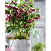 Ciemiernik - Double Ellen Pink Spotted