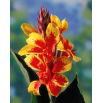 Kanna żółto-czerwona - Yellow-Red
