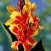 Kanna żółto-czerwona - Yellow-Red