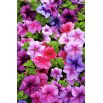 Petunia - Mieszanka balkonowa