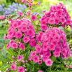 Floks (Phlox) - Płomyk wiechowaty - Cosmopolitan - duża paczka! - 10 szt.