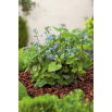 Brunera wielkolistna - Brunnera Macrophylla - duża paczka! - 10 szt.