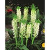 Lilia ananasowa - Eucomis autumnalis - duża paczka! - 20 szt.