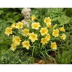 Liliowiec Stella D'oro - duża paczka! - 10 szt.