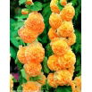 Malwa pomarańczowa - Orange - 1 szt.