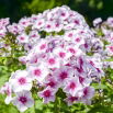 Floks (Phlox) - Płomyk wiechowaty - Graf Zeppelin - duża paczka! - 10 szt.