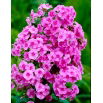 Floks (Phlox) - Płomyk wiechowaty - różowy - duża paczka! - 10 szt.