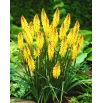 Kniphofia żółta - Minister Verschuur - duża paczka! - 10 szt.