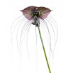 Kwiat nietoperz - Tacca chantrieri Black - duża paczka! - 10 szt.