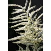 Parzydło leśne - Aruncus dioicus - 1 szt.