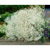 Gipsówka biała - Gypsophila - sadzonka - duża paczka! - 10 szt.