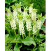 Lilia ananasowa - Eucomis autumnalis - GIGA paczka! - 100 szt.