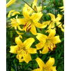 Lilia tygrysia - Yellow Tiger - 1 szt.