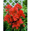 Floks (Phlox) - Płomyk wiechowaty - pomarańczowy - GIGA paczka! - 50 szt.