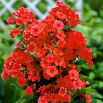 Floks (Phlox) - Płomyk wiechowaty - pomarańczowy - GIGA paczka! - 50 szt.