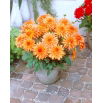 Dalia - Autumn Fairy