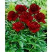 Piwonia, Paeonia - Red Charm - sadzonka