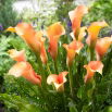 Calla Cameleon - GIGA paczka! - 50 szt.