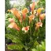 Calla Cameleon - GIGA paczka! - 50 szt.