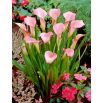 Calla Rehmannii - GIGA paczka! - 50 szt.