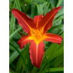 Liliowiec Autumn Red