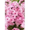 Floks (Phlox) - Płomyk wiechowaty - Picasso - duża paczka! - 10 szt.