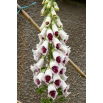 Naparstnica purpurowa - biało-bordowa - 1 szt.