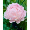 Piwonia, Paeonia - jasnoróżowa - sadzonka - duża paczka! - 10 szt.