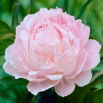 Piwonia, Paeonia - jasnoróżowa - sadzonka - duża paczka! - 10 szt.