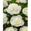 Piwonia, Paeonia - Duchesse de Nemours - sadzonka - duża paczka! - 10 szt.