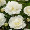 Piwonia, Paeonia - Duchesse de Nemours - sadzonka - duża paczka! - 10 szt.