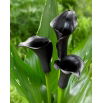Calla czarna - Black - duża paczka! - 10 szt.