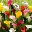 Calla - mix kolorów - duża paczka! - 10 szt.