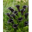 Calla Cantor