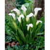 Calla Captain Fresco - duża paczka! - 10 szt.