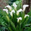 Calla Captain Fresco - duża paczka! - 10 szt.