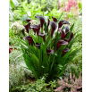 Calla Odessa