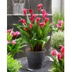 Calla Red Charm - duża paczka! - 10 szt.