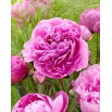 Piwonia, Paeonia - Alexander Fleming - sadzonka - duża paczka! - 10 szt.
