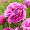 Piwonia, Paeonia - Alexander Fleming - sadzonka - duża paczka! - 10 szt.