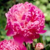Piwonia, Paeonia - Louis van Houtte - sadzonka