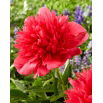 Piwonia, Paeonia - Many Happy Returns - sadzonka - duża paczka! - 10 szt.