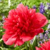 Piwonia, Paeonia - Many Happy Returns - sadzonka - duża paczka! - 10 szt.