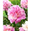 Piwonia, Paeonia - Sorbet - sadzonka - duża paczka! - 10 szt.