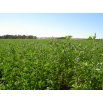 Lucerna siewna La Bella Campagnola - 1 kg