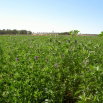 Lucerna siewna La Bella Campagnola - 1 kg