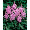 Tawułka Amethyst - fioletoworóżowa - GIGA paczka! - 50 szt.